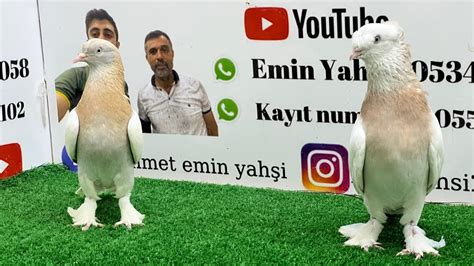 Canlı Oyun Kuşu Güvercin Mezatı Emin Yahşi Canlı Mezat