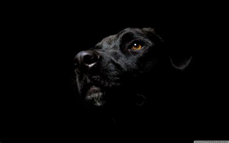 Black Dog Wallpapers - Top Free Black Dog Backgrounds - WallpaperAccess