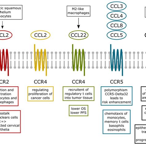 Summary Of The Cxc Chemokines Its Receptor Binding Partner And Main