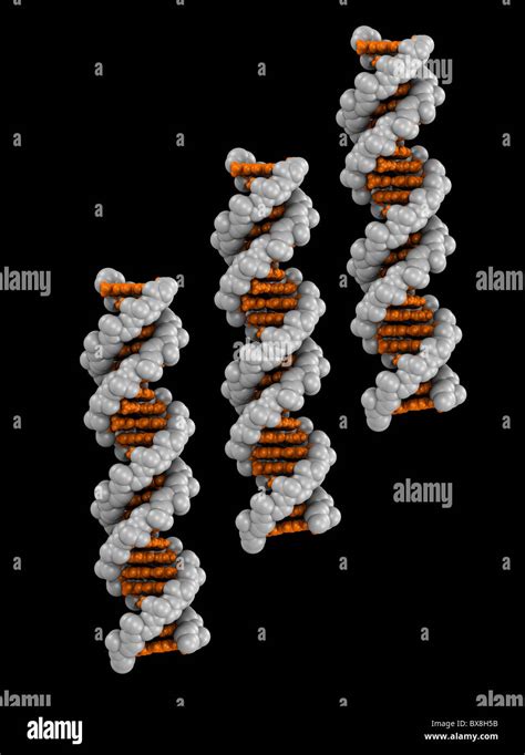 Space filling model dna hi-res stock photography and images - Alamy