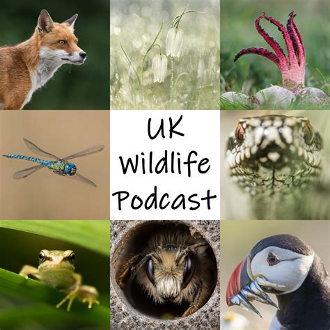 Subscribe on Android to UK Wildlife Podcast