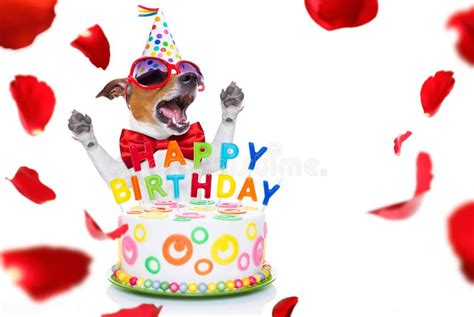 Dog Singing Happy Birthday Stock Photos Free And Royalty Free Stock