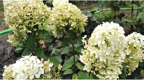 Bobo Hydrangea Companion Plants