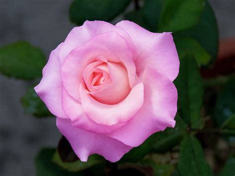 La Rosa Rosada Foto Gratis En Pixabay Pixabay