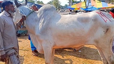 আজ মঙ্গলবার ২১ ফেব্রুয়ারী ইন্ডিয়ান বলদ গরুর দাম পাঁচবিবি গরুর হাট