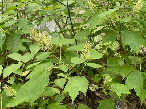 Acer Spicatum Aceraceae Image At Phytoimages Siu Edu