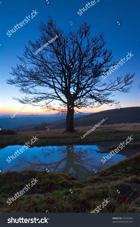 Lonely Autumn Naked Tree On Night Stock Photo 77235304 Shutterstock