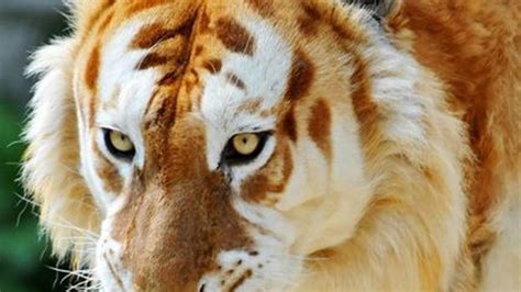 Golden Tabby Tiger Wallpaper