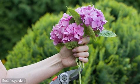 How To Prune Hydrangeas In Spring Summer Fall And Winter Cutting Back Guide The Little Garden