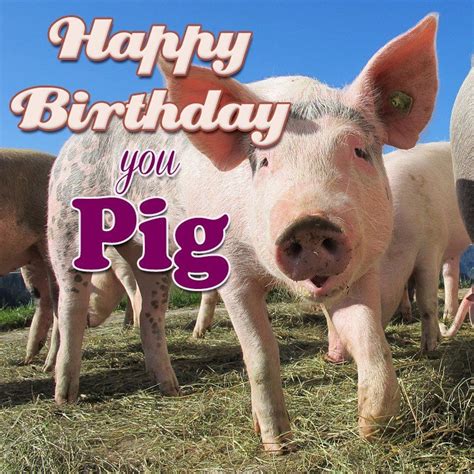 happy birthday pig azbirthdaywishescom