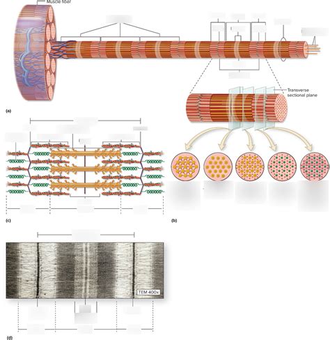 Chapter 10 Components Of Sarcomere Diagram Quizlet