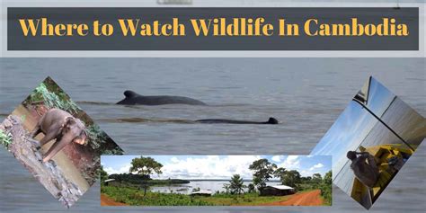 Where to watch wildlife in Cambodia? - Wildlife Impulse