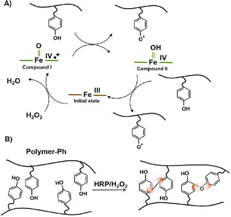 Schematic Mechanism For A Hrp Catalytic Cycle Which Catalyzed The