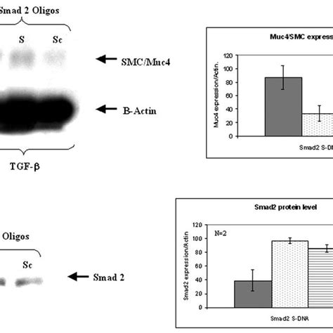 Requirement For Smad In The Tgf Pathway And Regulation Of Muc Smc