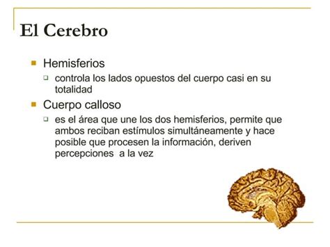 El Cerebro Y El Proceso De Aprender Ppt