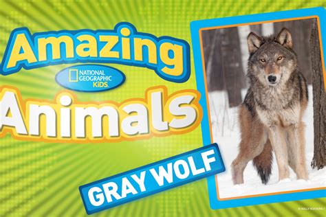 Gray Wolves Habitat Facts