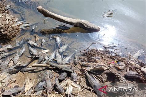 Ribuan Ikan Mati Di Sungai Cileungsi Diduga Akibat Limbah B Antara