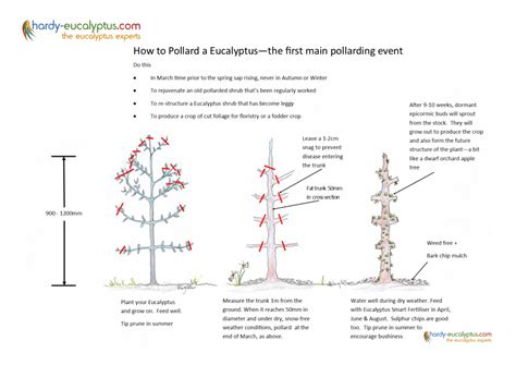 Pruning Guides for Eucalyptus - Hardy Eucalyptus