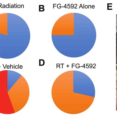 Radioprotection With Fg 4592 Reduces Radiation Induced Gastrointestinal Download Scientific