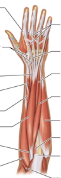 Muscles That Move The Forearm Pt Diagram Quizlet