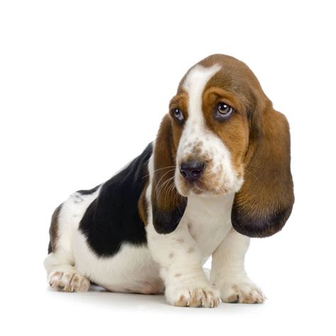 The dog in world: Basset Hound dogs