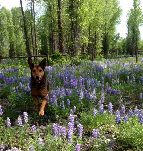 Jackson Hole is pet-friendly! - Jackson Hole Reservations