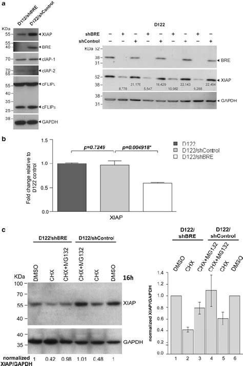 Downregulation Of XIAP Protein Expression In BRE Depleted D122 Cells A