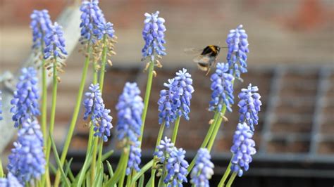 A Week In My Kitchen Garden Head Kitchen Gardener At Airfield