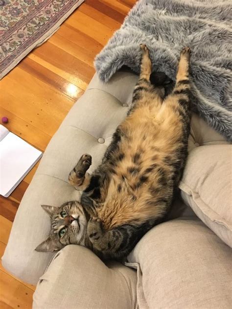 This cat do be thicc tho : r/illegallybigcats