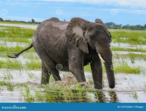 Elefanten Im Wasser Und Gras Chobe River Botswana Afrika Stockfoto