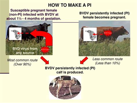 Ppt Reproductive Diseases Of Cattle Powerpoint Presentation Free