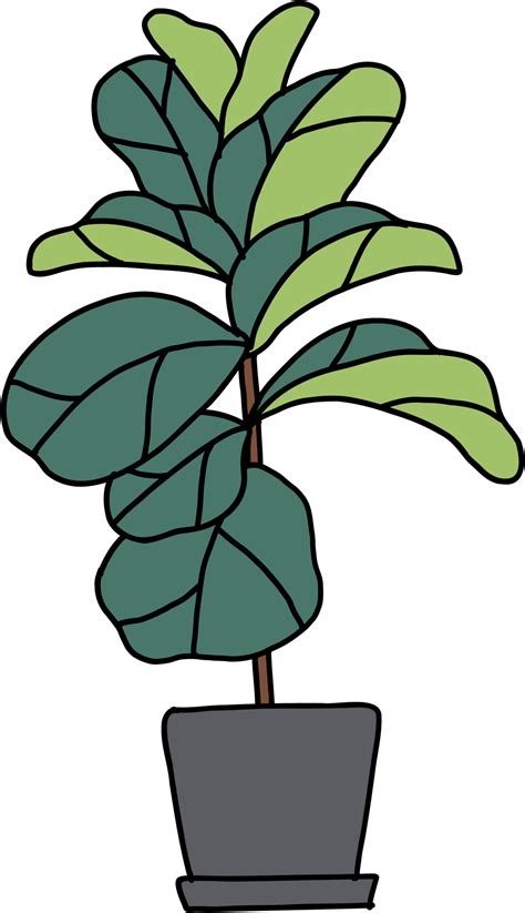 Freehand Sketch Drawing Of Fiddle Leaf Fig Tree 11357873 Png