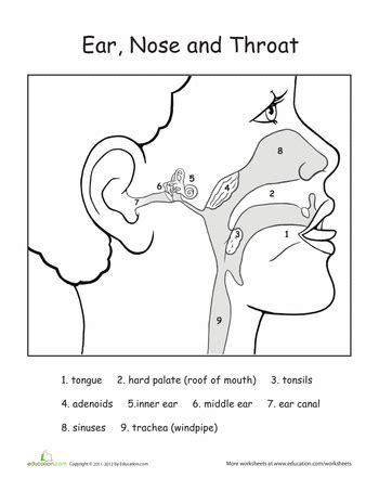 Ear Nose And Throat Diagram