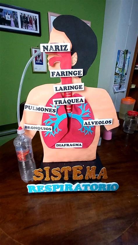 Maqueta Del Sistema Respiratorio En Maqueta Del Sistema