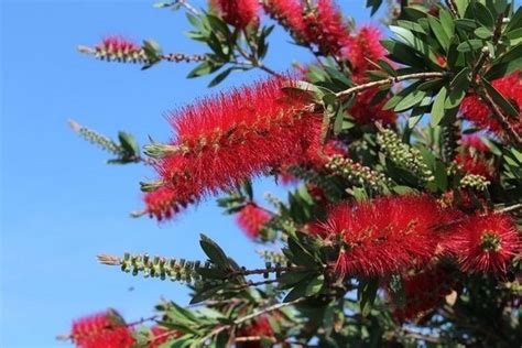 A Kefevir G Callistemon Citrinus Gondoz Sa Teleltet Se Tuin En Bloemen