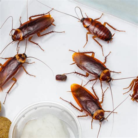 Your Comprehensive Guide To Cockroach Control In Kent