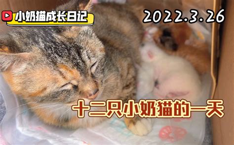 小奶猫成长日记 胡子和舌头的12只仔 阿孟的养猫日记 阿孟的养猫日记 哔哩哔哩视频