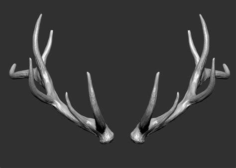 3d Deer Horns Turbosquid 1414033