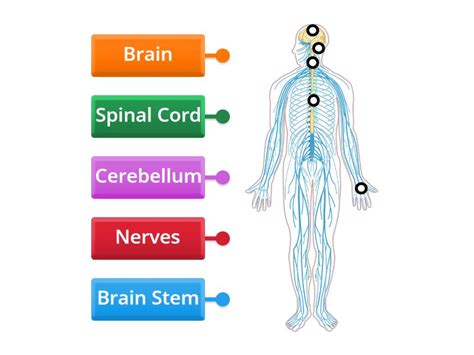 The Nervous System Labelled Diagram