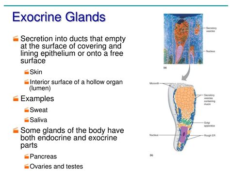 Ppt Epithelial Tissue Powerpoint Presentation Free Download Id 9101445