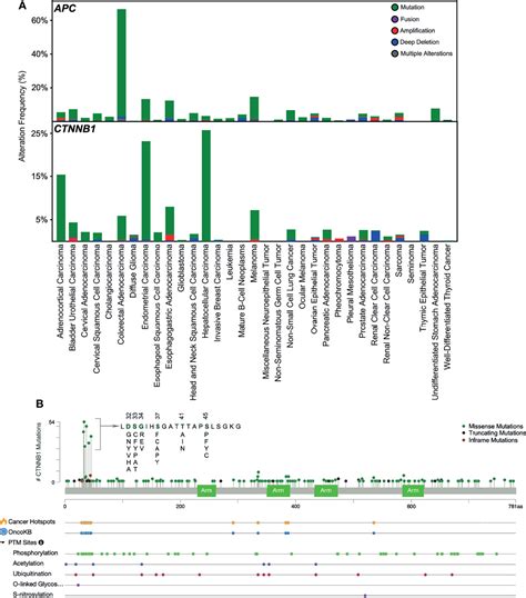 Frontiers Phosphorylation Dependent Regulation Of WNT Beta Catenin