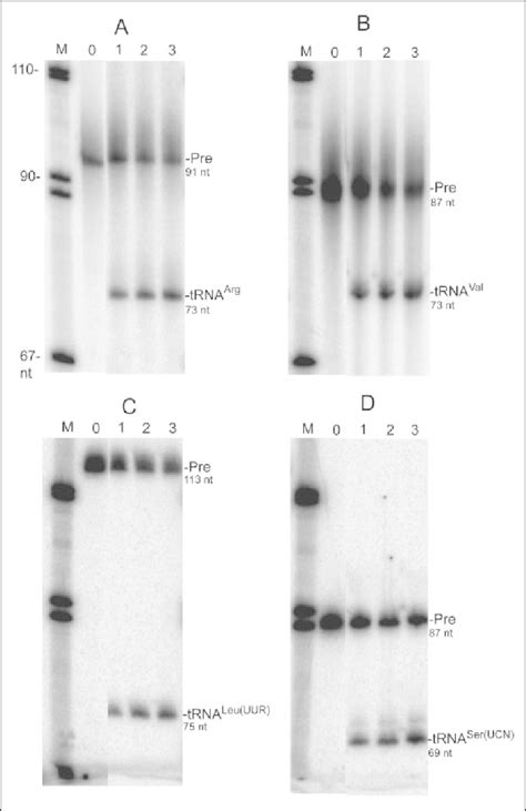 TRNase Z L Can Efficiently Process Additional Substrates TRNase Z L At