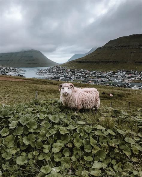 Hiking The Klakkur Mountain Faroe Islands Artofit