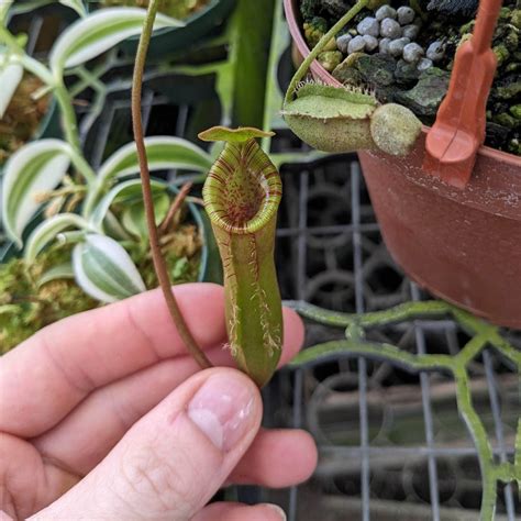 Carnivorous Nepenthes Lowii X Ventricosa ‘red Hanging Basket