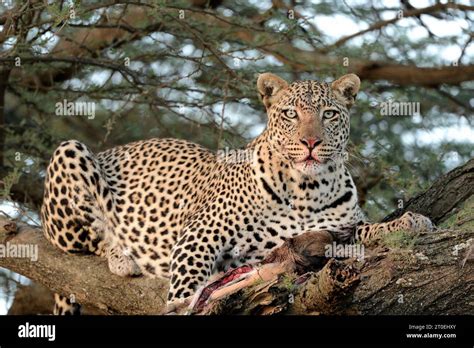 Leopard Panthera Pardus With A Kill In An Acacia Tree In The Savannah