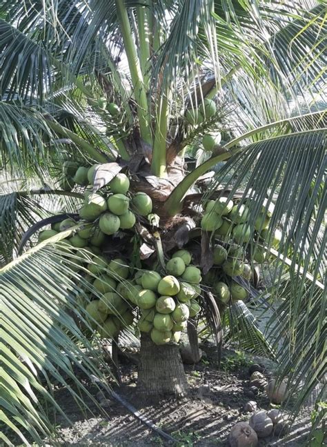 Kelapa Pandan Wangi