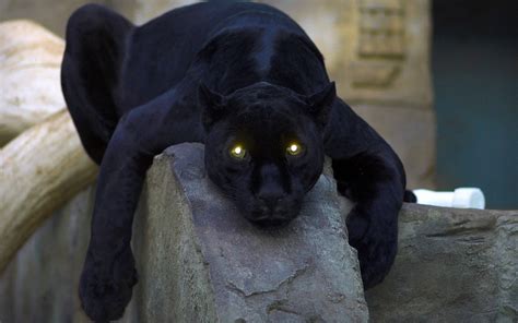 [100+] Black Panther Animal Wallpapers | Wallpapers.com