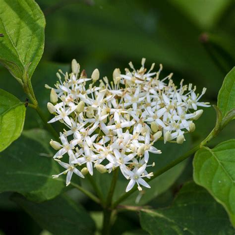 Red Twig Dogwood Shrubs for Sale | BrighterBlooms.com