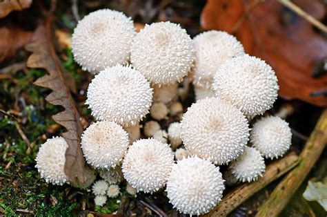 Puffball | Fungus, Description, Edible, Spore Dispersal, Species ...