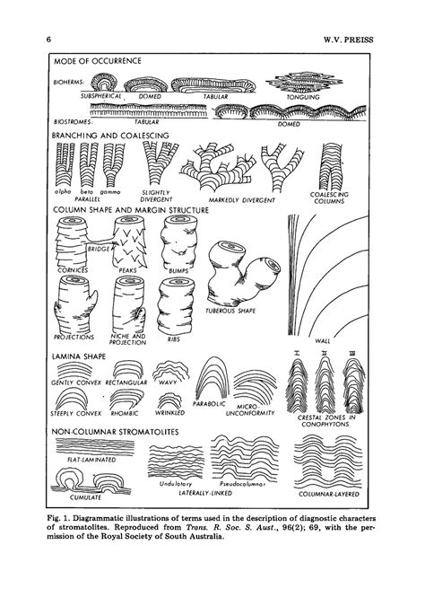 Limpet fossil? - Fossil ID - The Fossil Forum